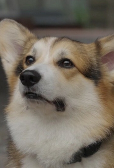 Шкипер